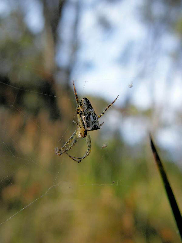 Araneus_cyphoxis_D5964_Z_85_Home Wendy Eiby_Australie.jpg